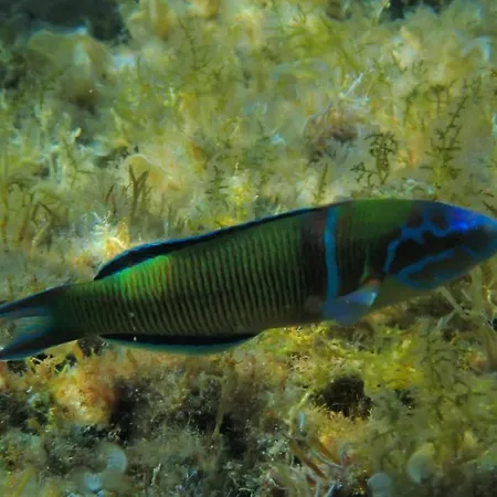 Apartman Kuca Nebeska *